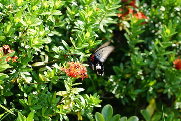 The beautiful black butterfly is flying and moving near the red flowers.