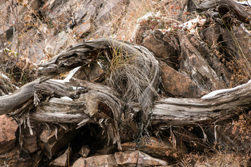 dried tree branch on a rock