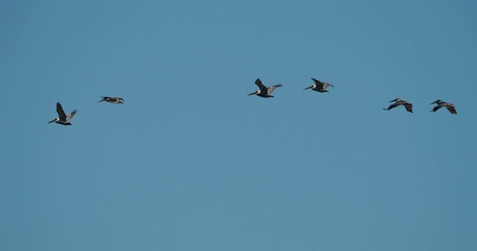 Flock of Pelicans Flying in Front of Sky, Yucatan, Mexico