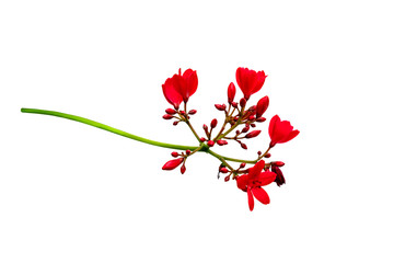 Jatropha integerrima Jacq flower isolated on white background