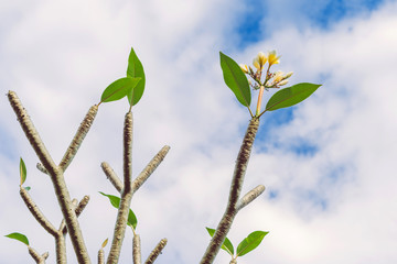 Natural view of dry plumeria tree or frangipani tree during annual deciduous.