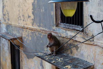 India, Varanasi, monkey 