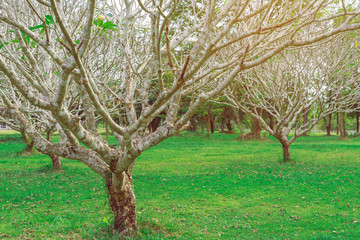 Obraz premium Natural view of dry plumeria tree or frangipani tree during annual deciduous.