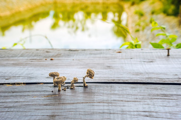 Small mushrooms are growing on wooden planks to make a table during hot and humid weather.