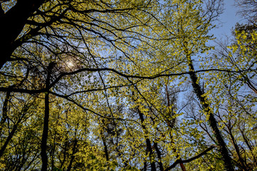 Großer Jasmunder Bodden, Lietzow, Insel Rügen