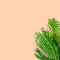 Green palm leaves pattern for nature concept,tropical leaf on pastels paper background