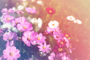 colorful cosmos flower field soft focus for backdrop or background or wallpaper - 302825252