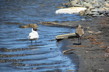 Paisajes del sur de Chile