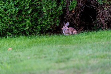 Native rabbit eating grass on a residential lawn, Kirkland, Washington, USA
