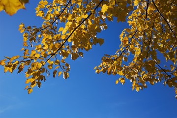 Autumn Leaves Blue Sky