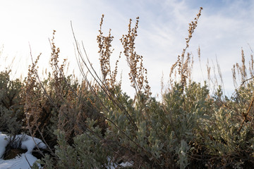 Wildflowers in Winter
