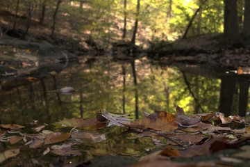 Pond Autumn Forest
