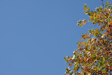 California autumn in November with colorful leaves on a tree under bright blue sky