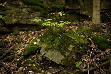 Tree Growing From a Crack In a Rock