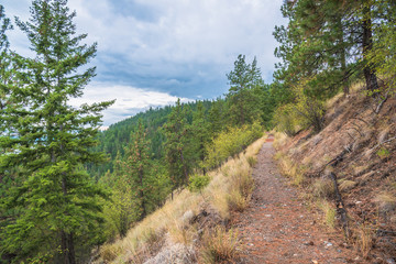Fototapeta premium Narrow high altitude hiking trail on side of mountain through pine forest