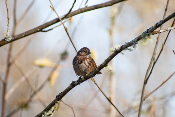 sparrow on branch