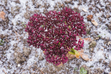 Red sedum covered snow in winter