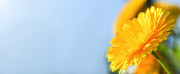 Banner. Calendula. Bright Sunny yellow calendula flower against the blue sky. Horizontal photography. - obrazy, fototapety, plakaty