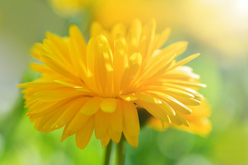 Calendula. Large yellow calendula flower on a Sunny day. Horizontal photography