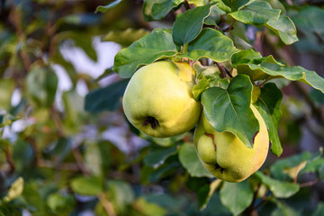 Closeup of pears growing on a branch, Kirkland, Washington, USA