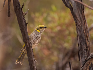 The Yellow-plumed Honeyeater is a medium-sized bird with a relatively long, down-curved black bill, a dark face and a distinctive, upswept yellow neck plume. Scientific name is Lichenostomus ornatus.