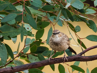 The Brown Songlark, also Australian songlark, is a small passerine bird found throughout much of Australia. Scientific name is Cincloramphus cruralis.