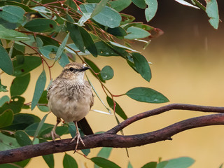 The Brown Songlark, also Australian songlark, is a small passerine bird found throughout much of Australia. Scientific name is Cincloramphus cruralis.