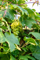 Champagne grapes growing in the sun, clusters of small tasty grapes, Kirkland, Washington State, USA