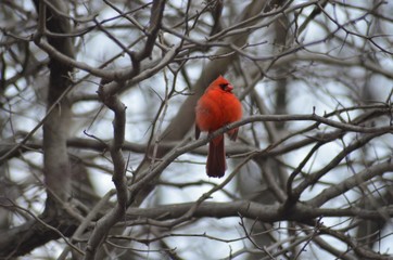 cardinal on a branch