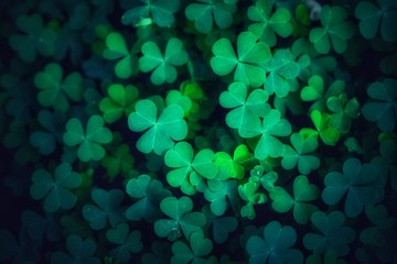 Shamrock and Green clover leaf isolated on white background. with three-leaved shamrocks. St. Patrick's day holiday symbol, Earth Day