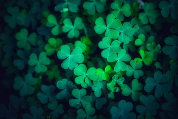 Shamrock and Green clover leaf isolated on white background. with three-leaved shamrocks. St. Patrick's day holiday symbol, Earth Day