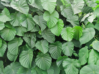 Nature view of green leaf for background and wallpaper in garden. Natural green plants landscape