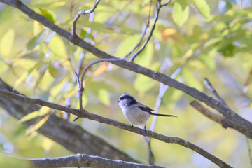 long tailed tit  on branch