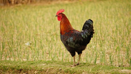 A big cock is standing on the ground and lifts its neck and calls its beloved.