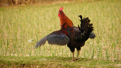 A big cock expressing itself in two wings.