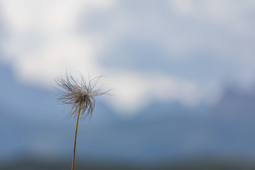 Fluffy flower on a background of blue sky