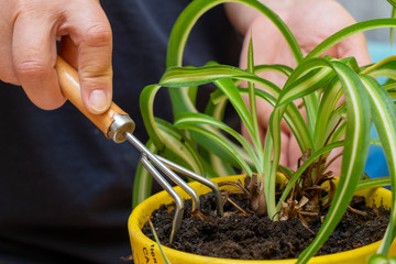 Care for home plants. Chlorophytum.