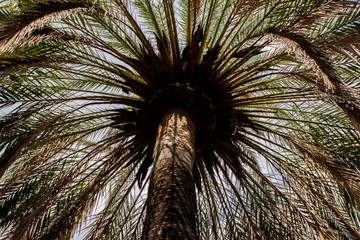 View of Palm Tree from Below in the City of Pollenca, Mallorca, Spain 2018 - 302834808
