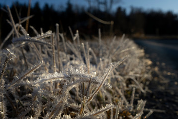 frost on grass in Norway