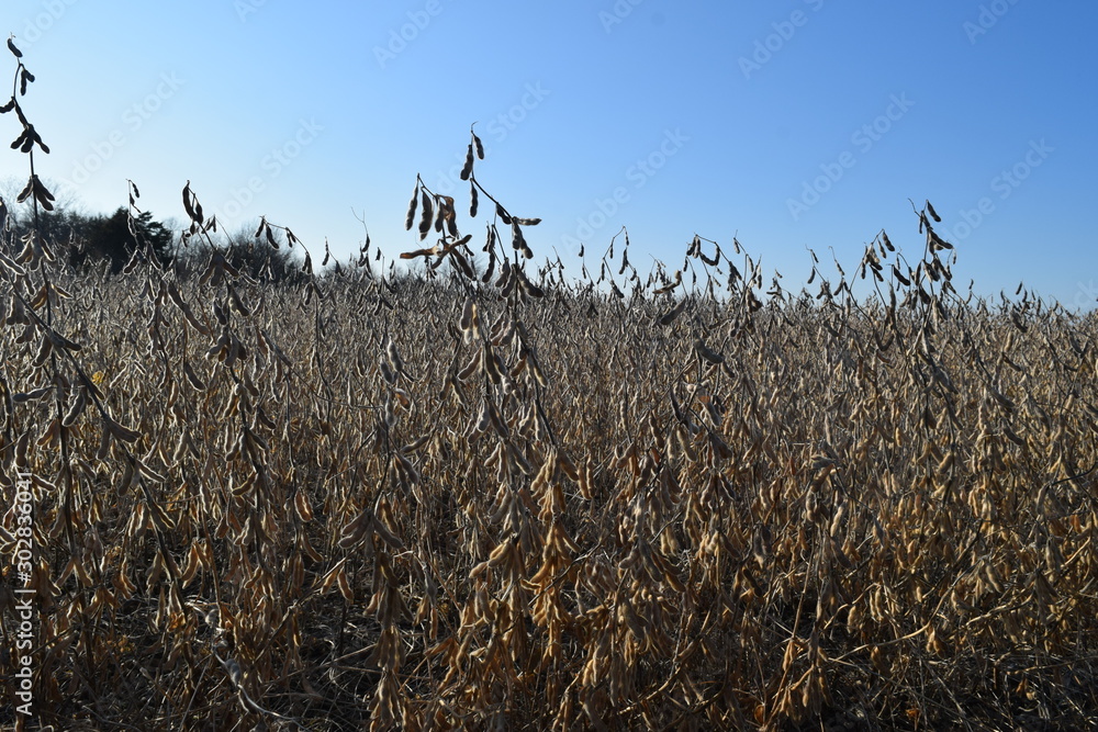 Canvas Prints soybean field