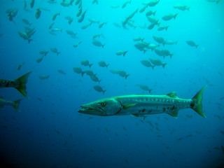 Baracuda