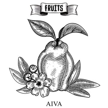 Ink line hand drawn retro vector illustration of isolated fruit. Cydonia, aiva Healthy food art easy customizing for flyers and posters.