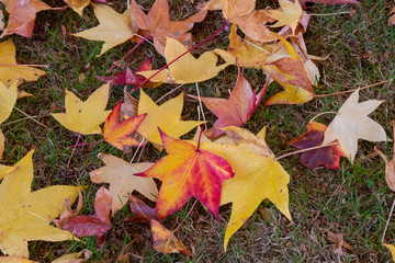 Yellow and red leaves during fall foilage on grass good for background