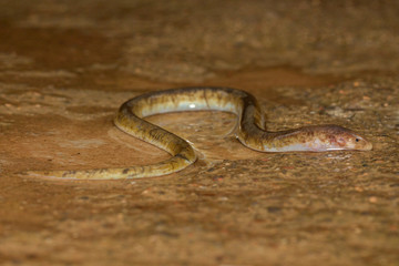 Fresh water Eel seen at Mahabaleshwar,Maharashtra,India