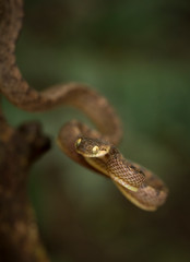 Bioga Cylonensis or Cylone Cat Snake seen at Matheran,Maharashtra,India