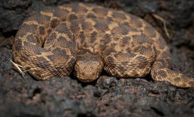 Highly Venomous Saw-scaled Viper seen at Satara,Maharashtra,India