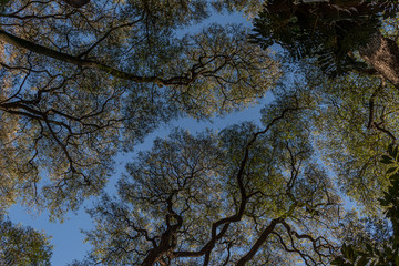 Arboles y cielo