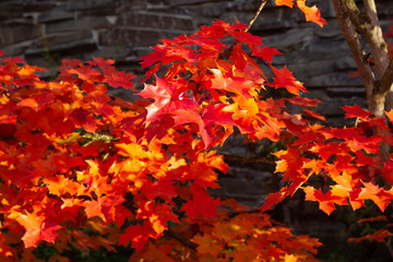Red orange fall leaves on tree showing beautiful fall seasonal colors with close up leaves