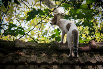 A Cat On A Roof