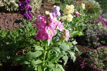 ピンクのアラセイトウの花